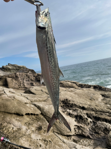 サゴシの釣果