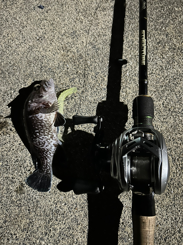 マゾイの釣果