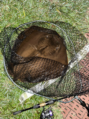 アカエイの釣果