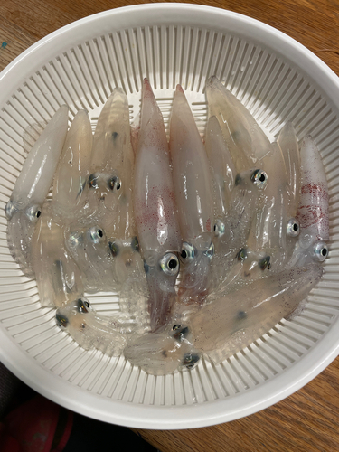 マメイカの釣果