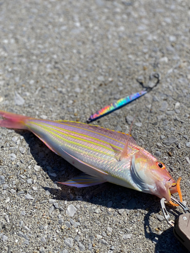 イトヨリダイの釣果