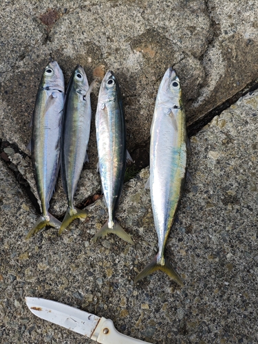 ムロアジの釣果