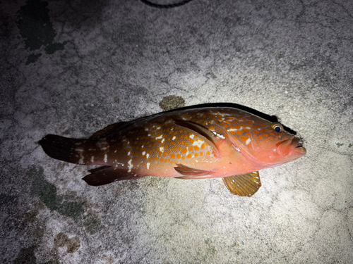 アコウの釣果