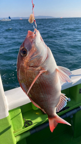 マダイの釣果