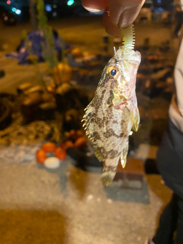 タケノコメバルの釣果