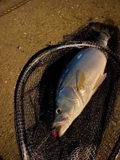 ヒラスズキの釣果