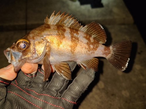 メバルの釣果