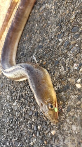 アナゴの釣果