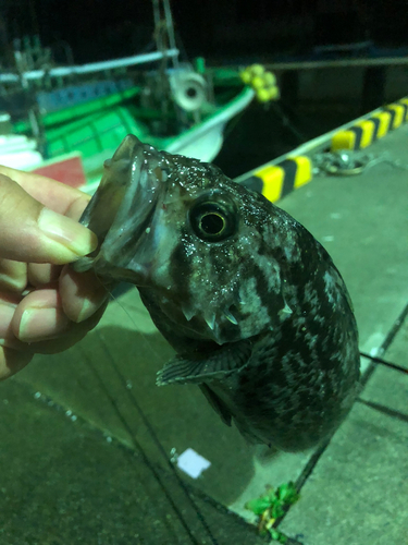 クロソイの釣果