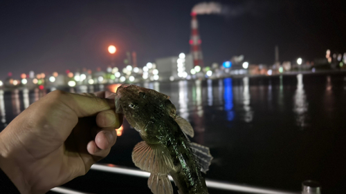 コチの釣果