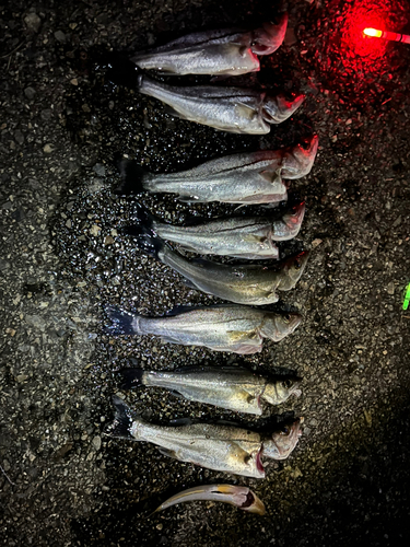 シーバスの釣果