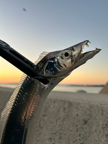 タチウオの釣果