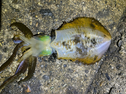 アオリイカの釣果