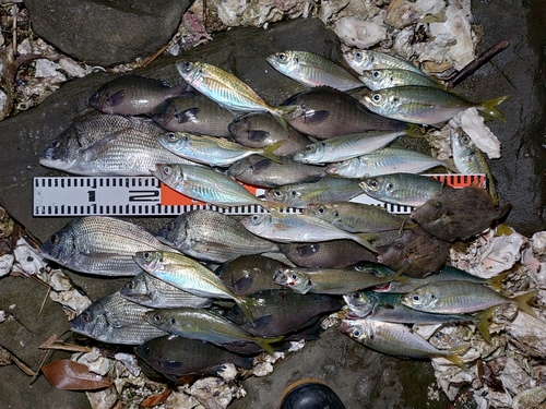 チヌの釣果