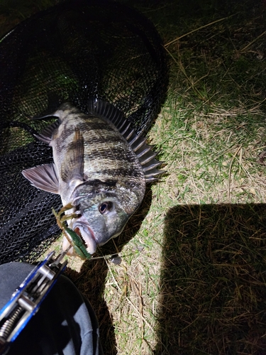 チヌの釣果