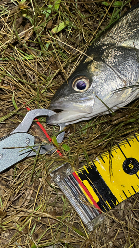 シーバスの釣果