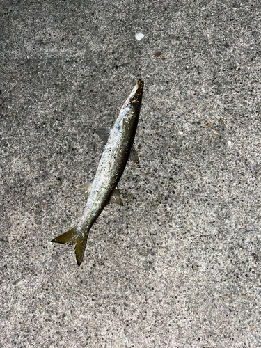 カマスの釣果