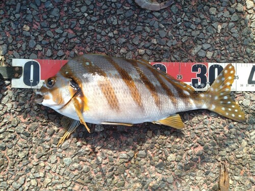 タカノハダイの釣果