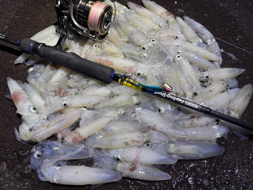 マメイカの釣果