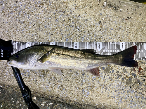 スズキの釣果