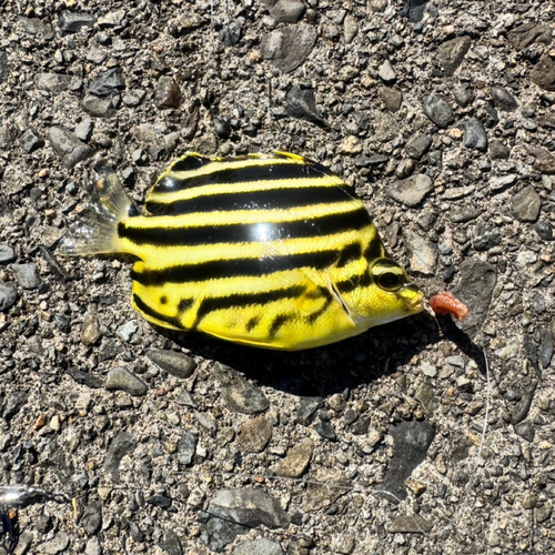 カゴカキダイの釣果