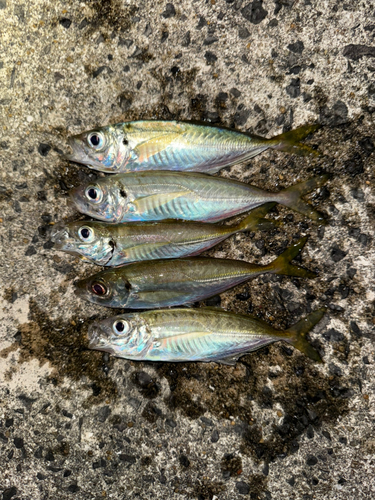 アジの釣果