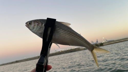 コノシロの釣果