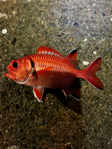 ナミマツカサの釣果