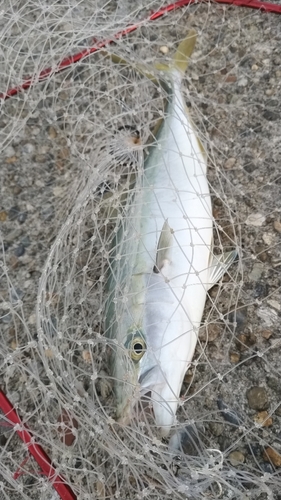 ハマチの釣果