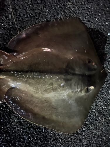 アカエイの釣果