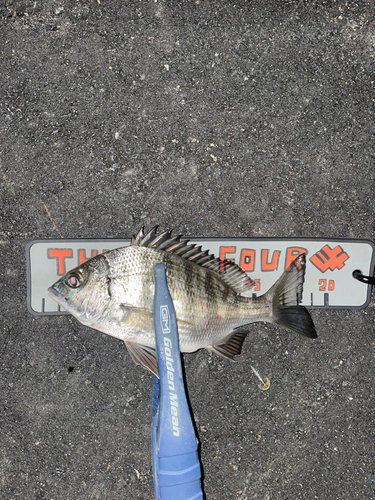 クロダイの釣果