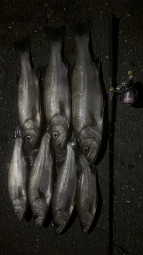 ヒラスズキの釣果