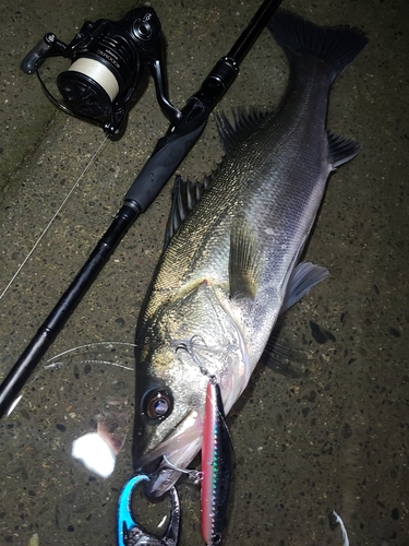 シーバスの釣果