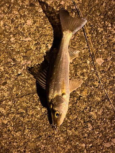 セイゴ（マルスズキ）の釣果