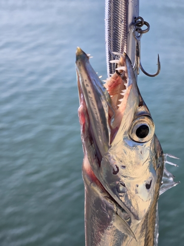 タチウオの釣果