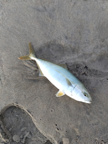 ショゴの釣果