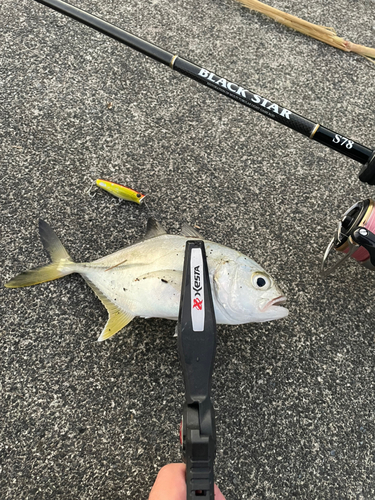 メッキの釣果