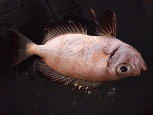 キントキダイの釣果