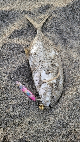 メッキの釣果