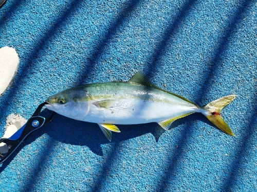 イナダの釣果