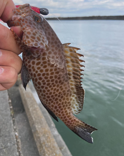 オオモンハタの釣果