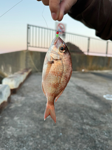 チャリコの釣果