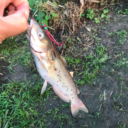 アメリカナマズの釣果