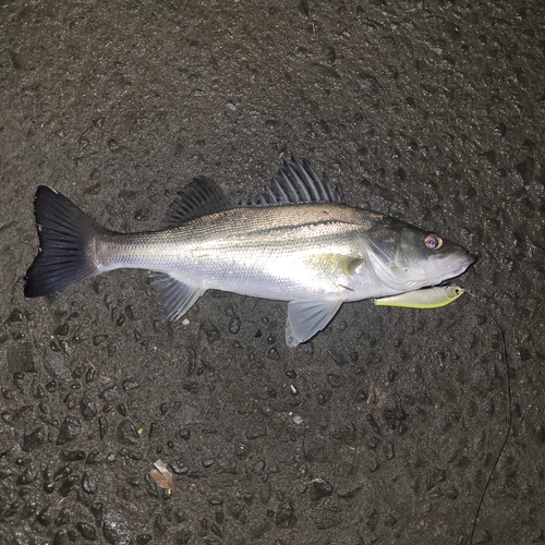 シーバスの釣果