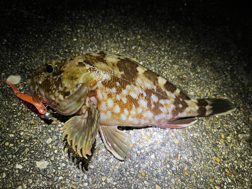 カサゴの釣果