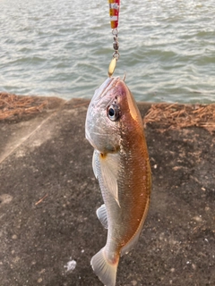 シログチの釣果