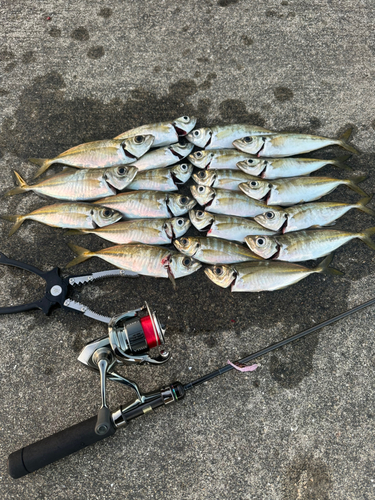 アジの釣果