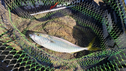 ハマチの釣果