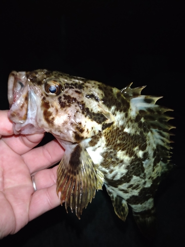 タケノコメバルの釣果