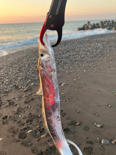 タチウオの釣果